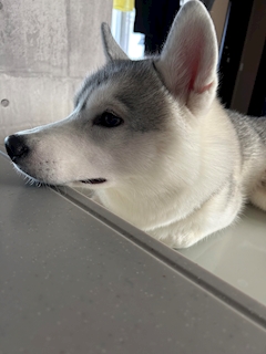 プロフィール写真2・きい｜StylishClub SALON・スタイリッシュクラブ サロン - 三島のキャバクラ