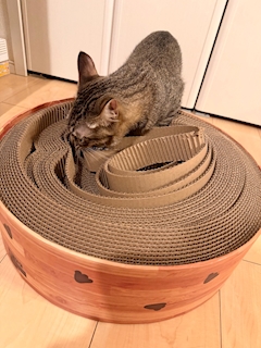 つばさ