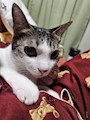 chiko