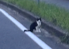 すず