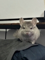 chiko