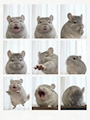 chiko