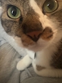 chiko