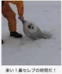 chiko