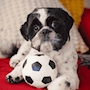 chiko
