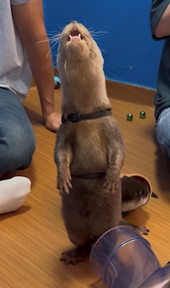 プロフィール写真1・ゆうき｜コンセプトカフェえんじぇる - 東武宇都宮のコンカフェ