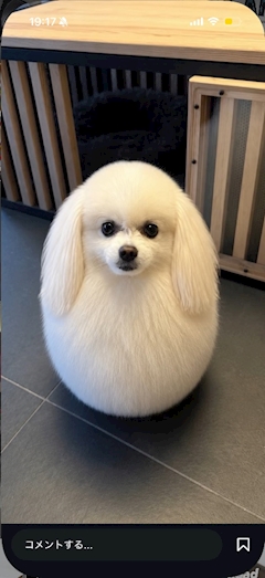 🐶