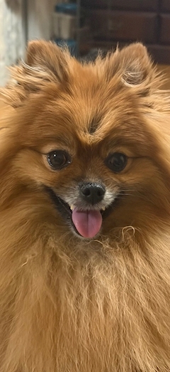 🐶