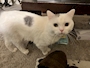 ねこ Lis Blanc・リブロン - 青砥のガールズバー