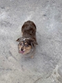 chiko