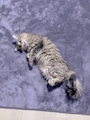 chiko