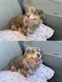 chiko
