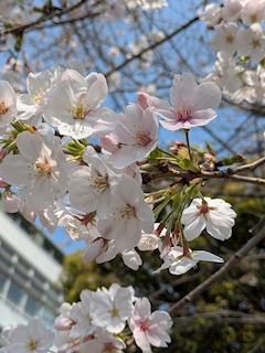 ゆい-HANARE(ハナレ)-