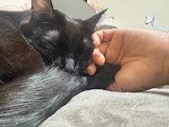 みか🐈‍⬛🐈🤍