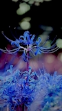 明日花