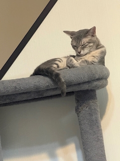 サラ