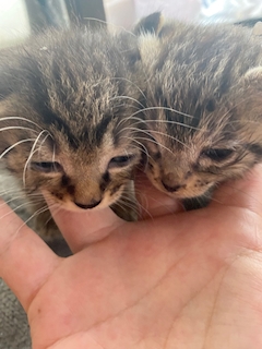 ひー