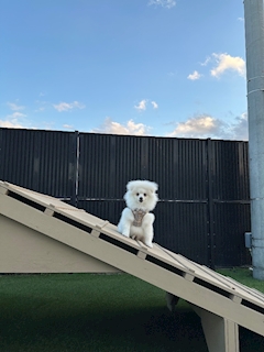 凛