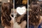 プロフィール写真2・鮎|THE CLUB WELLS・ザ・クラブ ウェルズ - 小松駅のキャバクラ