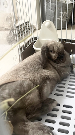 プロフィール写真5・かれん｜The Emperors Club・エンペラーズクラブ - 北千住のキャバクラ