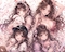 プロフィール写真8・きび子🍑🍡|SHUNGA 仙台店・シュンガ - 仙台駅東口のスナック