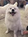 chiko