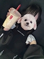 chiko