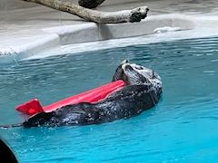 さいり