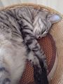 chiko