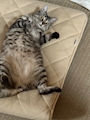 chiko