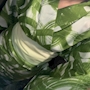 しゅう