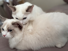 プロフィール写真10・ほのか｜Reborn・リボーン - 桜木町・野毛のコンカフェ