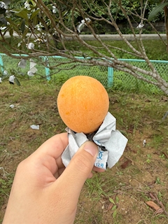 のんの