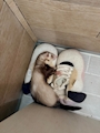 chiko