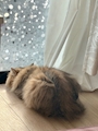 chiko