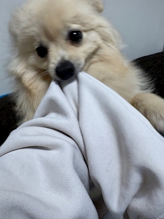 椿 あお