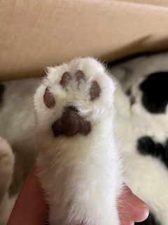 みゆう「🐈みゆう🐈」