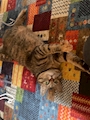chiko