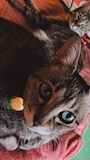 chiko
