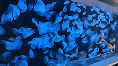 プロフィール写真7・みほ｜夜顔・ヨルガオ - 新小岩のパブ/スナック