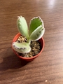 新着ブログ 🪴´-