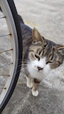 chiko