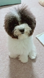 chiko