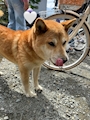 chiko