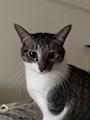chiko