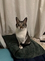 chiko