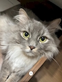 chiko