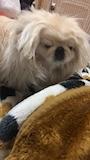 chiko