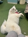 chiko