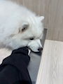 chiko